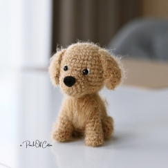 Mini Golden Retriever Dog